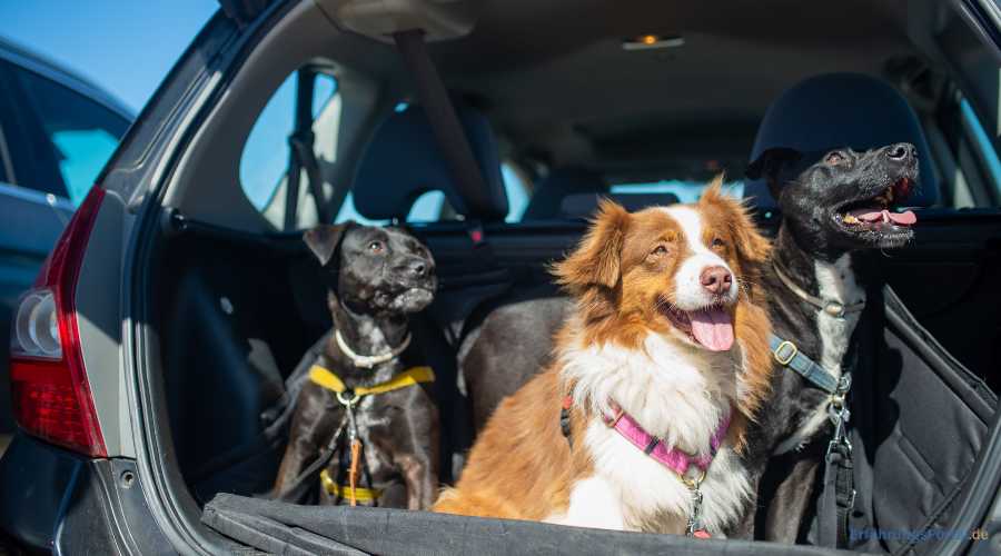 Autofahrten mit Hund