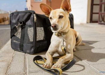 Hund mit Leine vor Hundebox