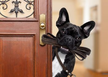 Die richtige Hundeleine: Tipps & Tricks