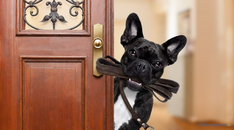 Die richtige Hundeleine: Tipps & Tricks