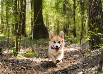 Warum du einen GPS Tracker für deinen Hund brauchst