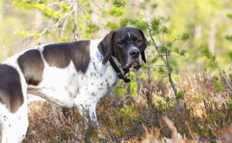 Alles über Tractive