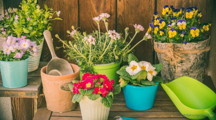 Alles über Garten Schlüter