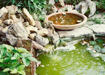 Alles über Hanako-Koi