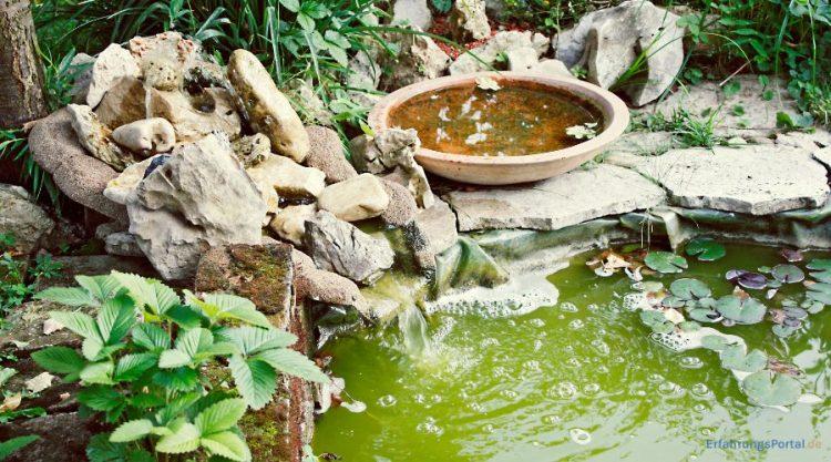 Alles über Hanako-Koi