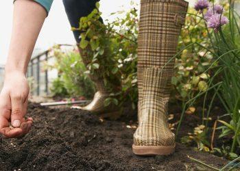 Alles über Samenhaus