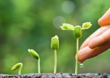 Alles über Samenhaus