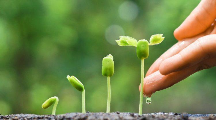 Alles über Samenhaus