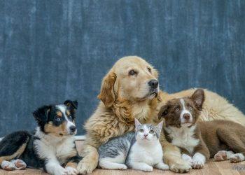 drei Hunde und eine Katzen liegen auf dem Boden und schauen etwas oder jemanden an