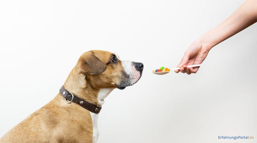 Einem Hund bekommt bunte Tabletten auf einem Löffel gereicht