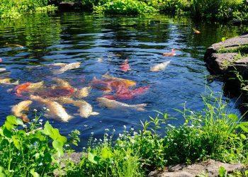 Teich mit Teichfischen