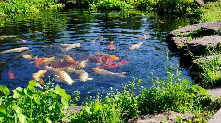 Teich mit Teichfischen