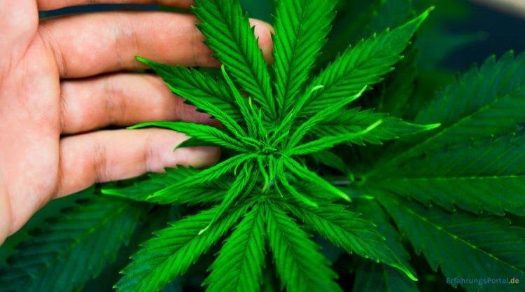 Cannabis-Pflanze