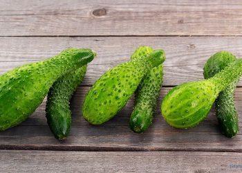 Krumme Gewürzgurken