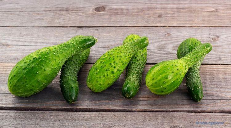 Krumme Gewürzgurken