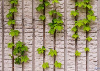 Kletterpflanzen an einer weißen Wand