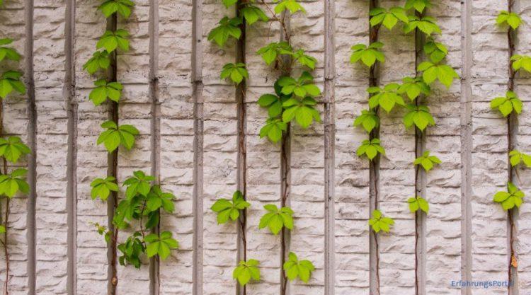 Kletterpflanzen an einer weißen Wand