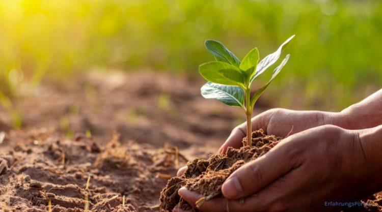 Pflanze wird aus der Erde gehoben