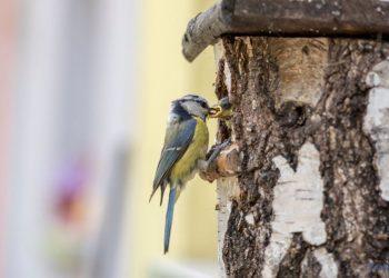 Vogelhäuschen mit Vögeln