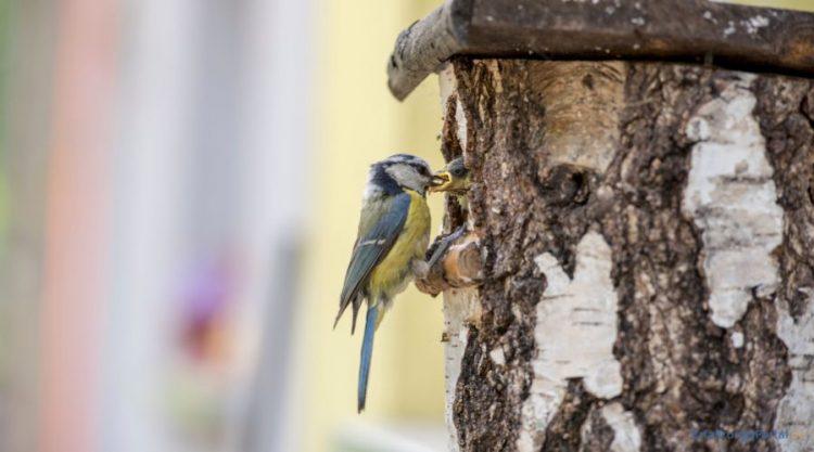 Vogelhäuschen mit Vögeln