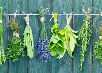 getrocknete Pflanzen