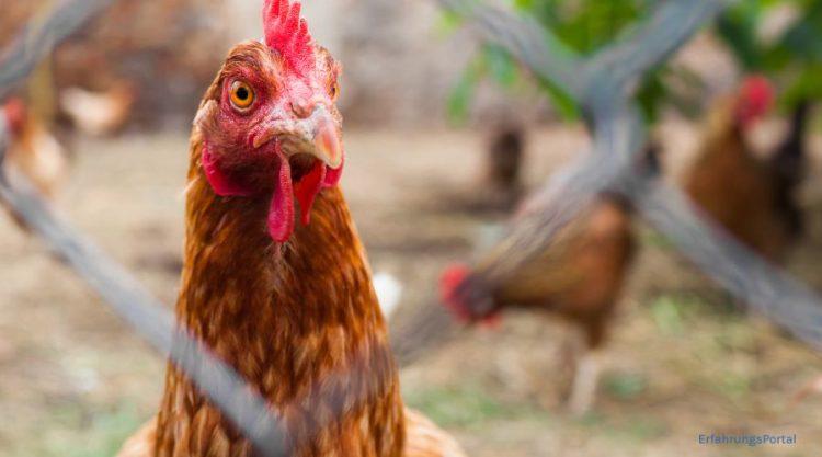 Huhn schaut durch den Zaun