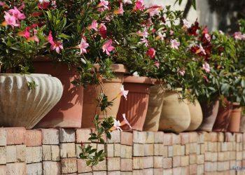 Pflanzen in Tonblumentöpfen auf einer Steinmauer