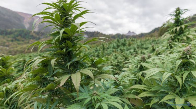 Cannabisfeld