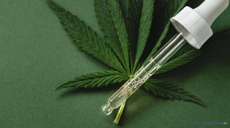 CBD Öl in einer Pimpette