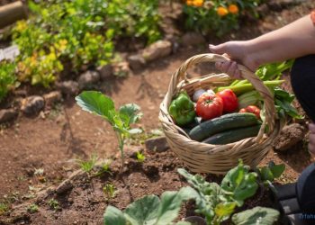 Gemüse ernten im Garten