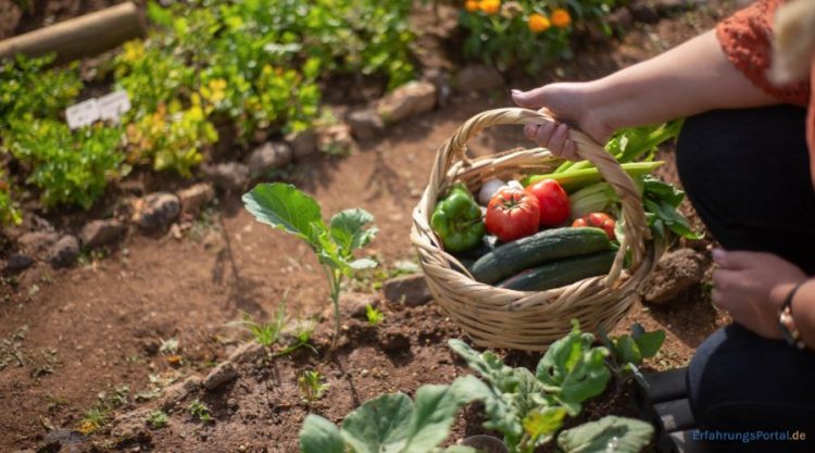 Gemüse ernten im Garten
