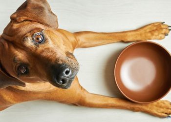 Barfen leicht gemacht: Die ultimative Anleitung für eine ausgewogene Ernährung Ihres Hundes