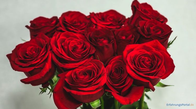 rote Rosen