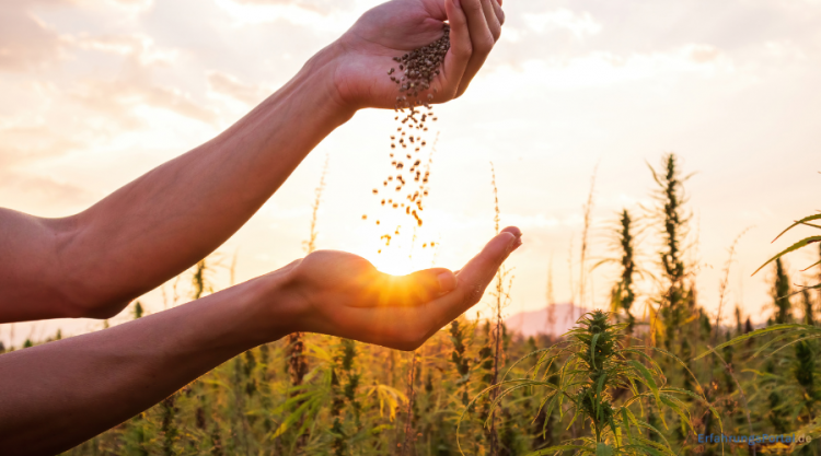 Cannabis Samen