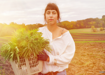 Frau mit geernteten Cannabis