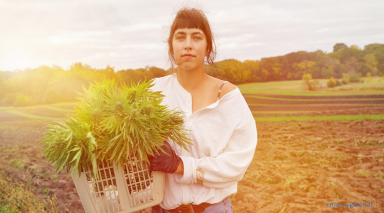 Frau mit geernteten Cannabis
