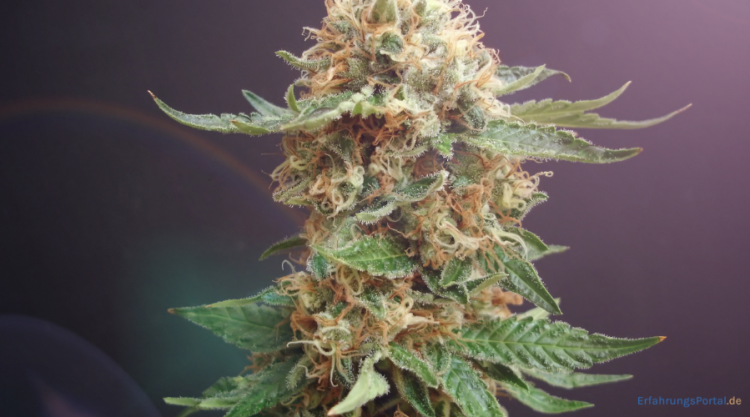 Cannabispflanze