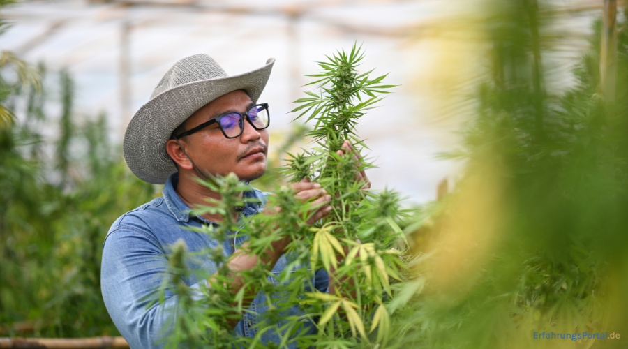 Mann vor einer Cannabispflanze