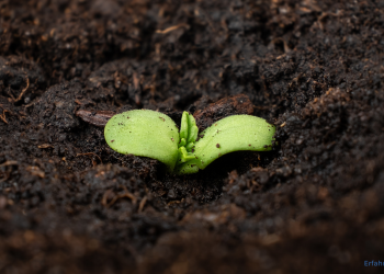 keimende Cannabis Samen