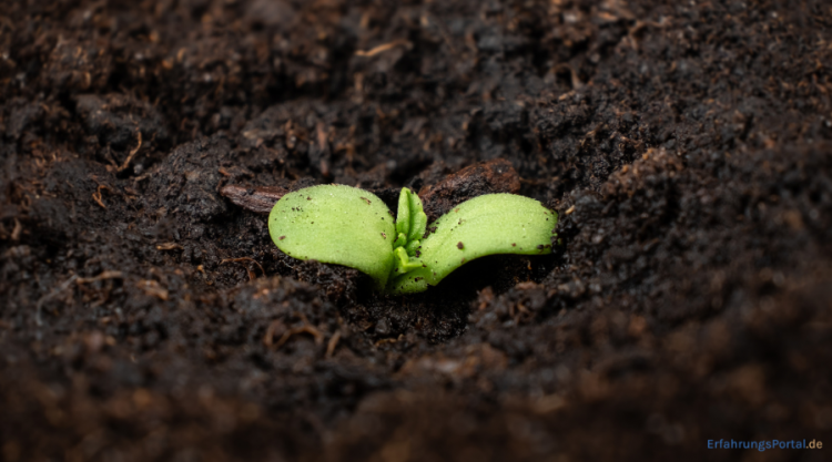 keimende Cannabis Samen
