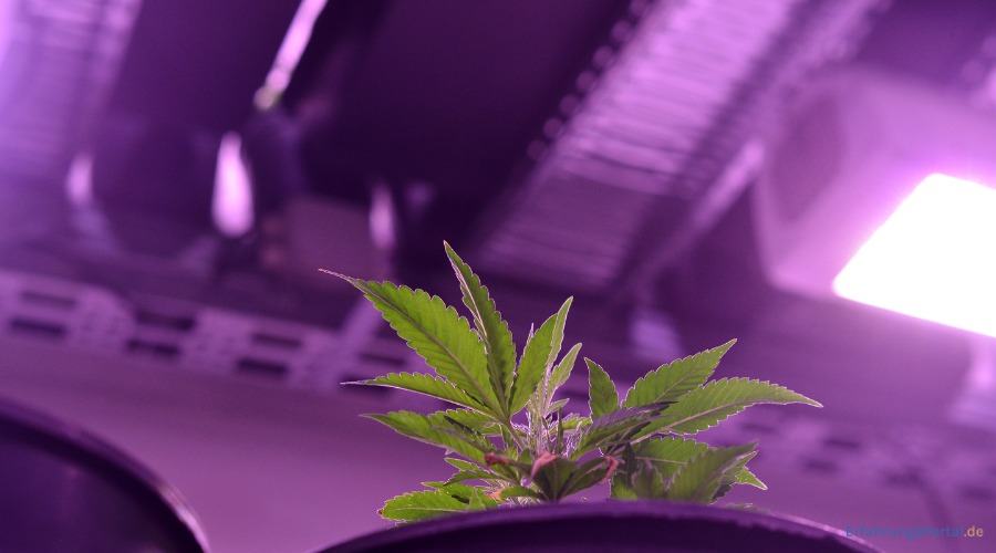 Cannabis Pflanze unter LED Licht