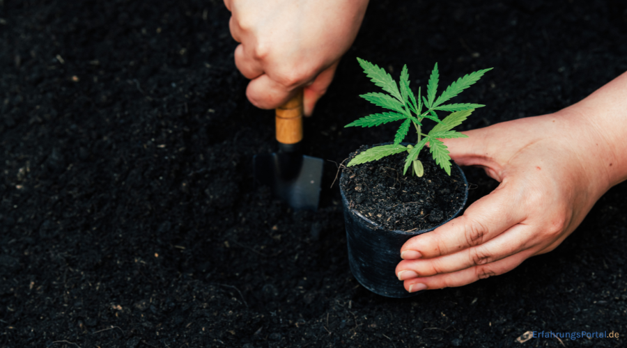 Cannabispflanze einpflanzen