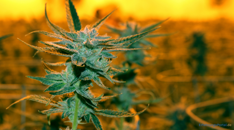 Cannabis Pflanze