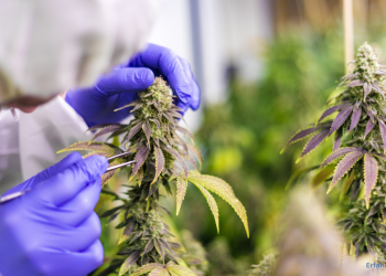 Cannabis wird geerntet