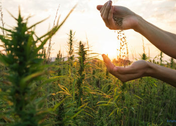 Cannabis Samen kaufen