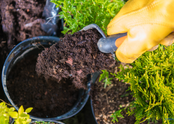 Blumenerde wird in einen Pflanztop gegeben