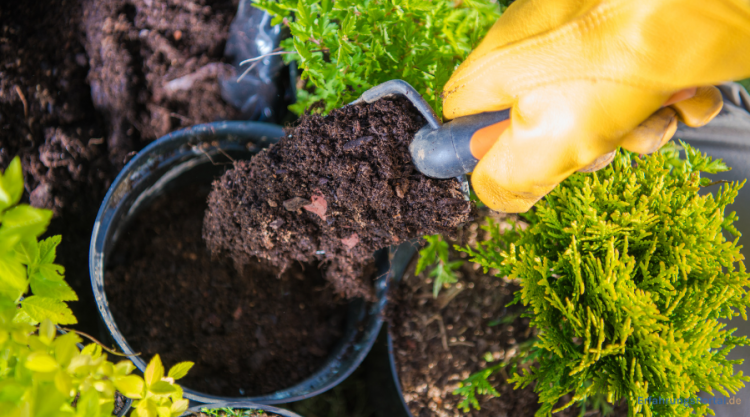 Blumenerde wird in einen Pflanztop gegeben