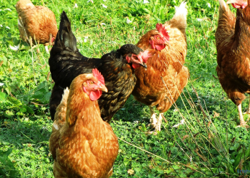 Hühner auf einer Wiese