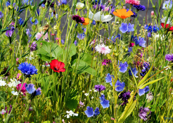 Blumenwiese im Garten