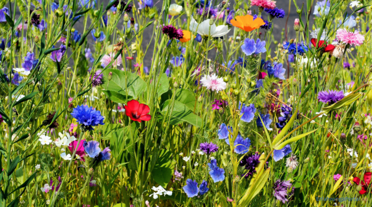Blumenwiese im Garten